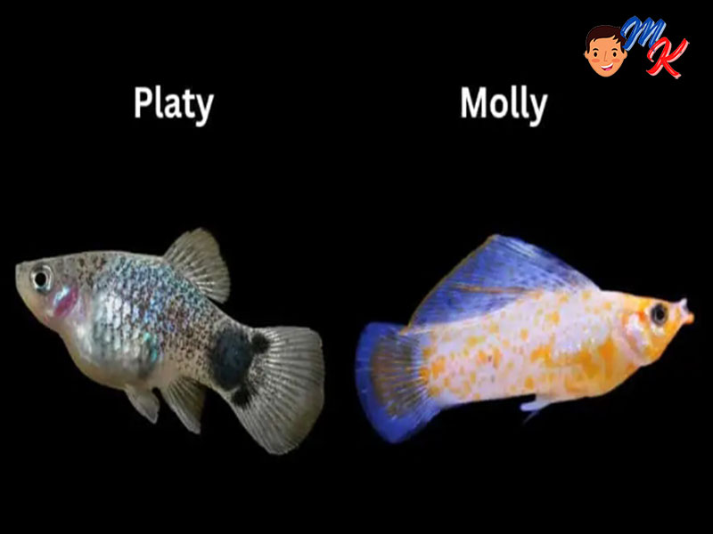 Perbedaan ikan molly dan platy